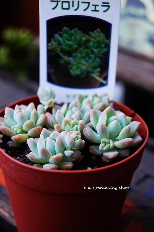 プロリフェラ｜ガーデニング用品や多肉植物の通販サイト｜A.N.S