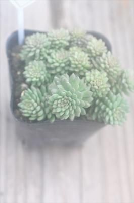 ࡡ