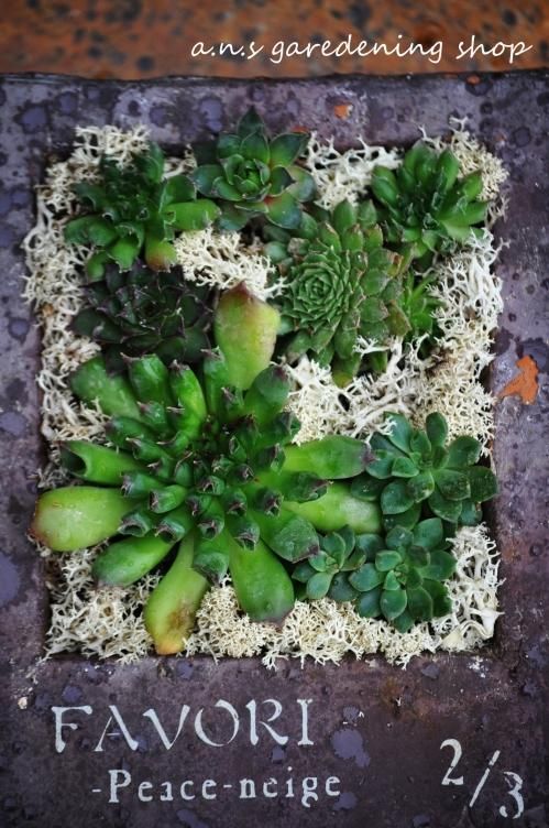 ブック型の鉢にセンペルビュウム 寄せ植え 多肉植物やガーデニング用品 アンティークの通販サイト A N S ブック型の鉢にセンペルビュウム 寄せ植え 多肉植物やガーデニング用品 アンティークの通販サイト A N S