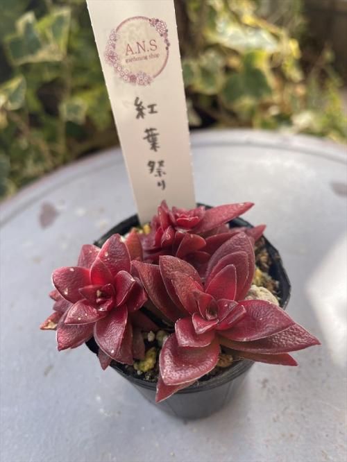 紅葉祭り ガーデニング用品や多肉植物の通販サイト A N S ナチュラルガーデニング