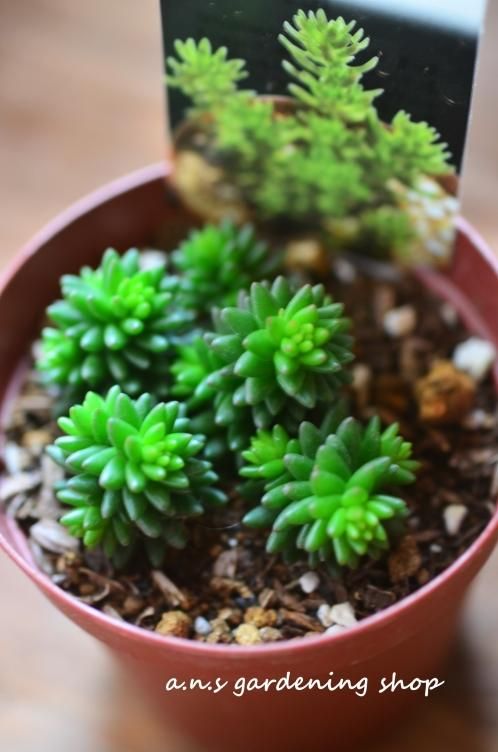 グリーンペット ガーデニング用品や多肉植物 寄せ植えの通販サイト A N S グリーンペット ガーデニング用品や多肉植物 寄せ植えの通販サイト A N S