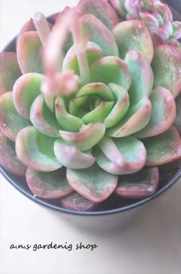 �֤�����Ϣ��(�����դ��)��11/6�����ֺǸ�β������ĤǤ�