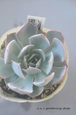 ʥǥ