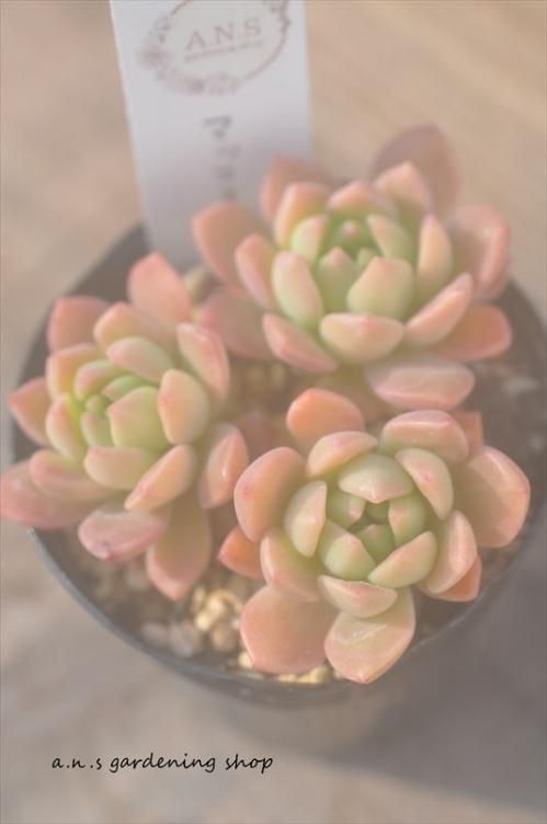 多肉 植物 マッコス 通販 2522 多肉 植物 マッコス 通販
