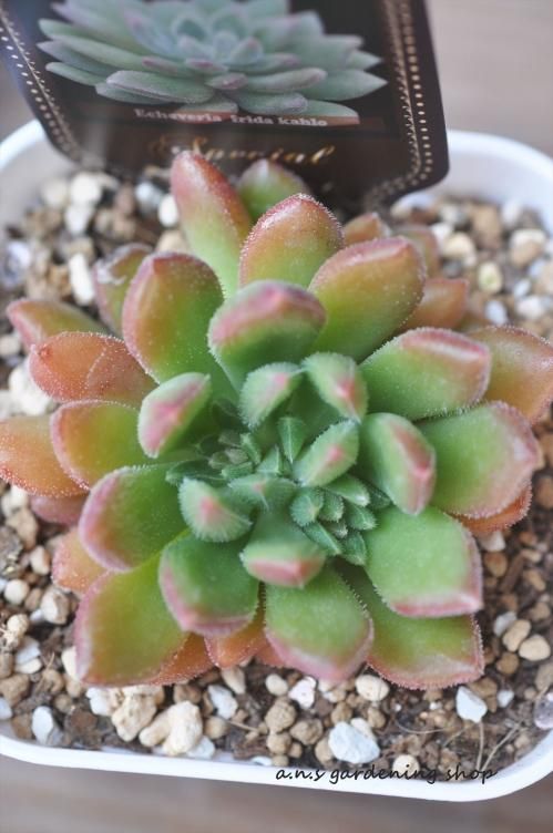 フリーダ カーロ|- ガーデニング用品や多肉植物の通販サイト フリーダ カーロ|- ガーデニング用品や多肉植物の通販サイト