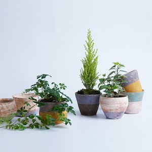 石原稔久/植木鉢 カラー2