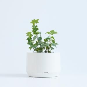 LÖUKA | LÖUKA MARUTOMI X MASANORI UMEDA PLANT POT LIMITED
