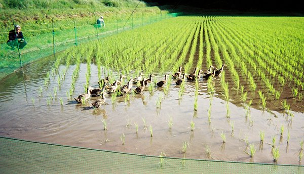 アイガモ栽培のお米
