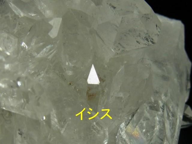 *虹入り* 希少 初期 コロンビアレムリアン イシス パストタイムリンク lem236-6.jpg