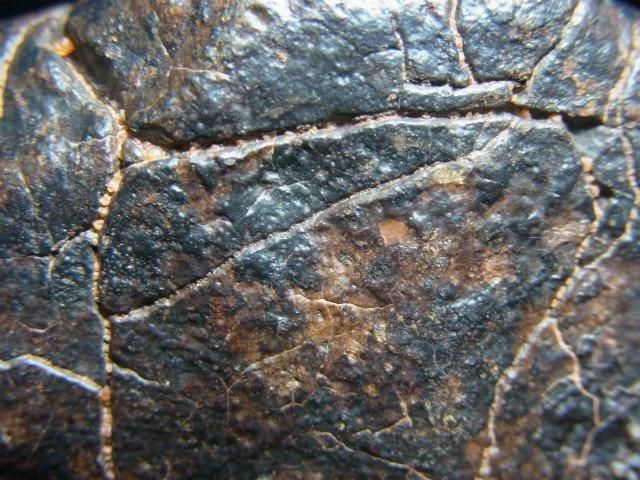 NWA 石質隕石 コンドライト 溶融被殻、完全体 - 水晶専門店 EXークリスタル