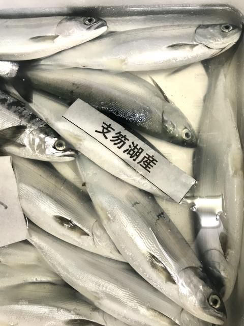 着指可】支笏湖産 津本式チップ(ヒメマス)刺身用 - 本物の味 着指可】支笏湖産 津本式チップ(ヒメマス)刺身用 - 本物の味