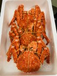 【10月1日〜2日着】北海道産　まだ獲れるの大ズワイ　本タラバ堅蟹