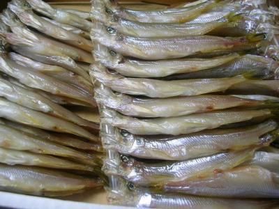 着指可 北海道産 ししゃも 北海道 オス 40尾 本物の味 シーレッシュ