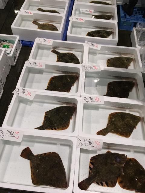 神経締め 予約注文 幻のマツカワ鰈 本物の味 シーレッシュ 神経締め 予約注文 幻のマツカワ鰈 本物の味 シーレッシュ