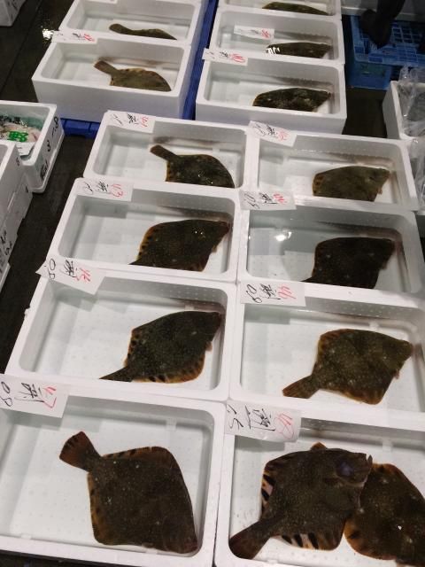 神経締め 予約注文 幻のマツカワ鰈 本物の味 シーレッシュ