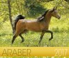 BOISELLE カレンダー2017  Mサイズ ARABIAN HORSES（アラビアン）