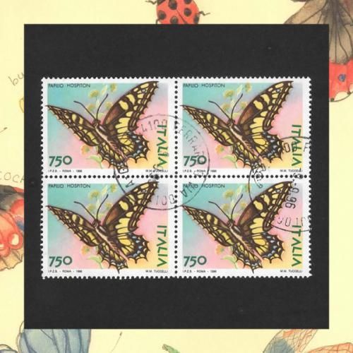 コルシカキアゲハ