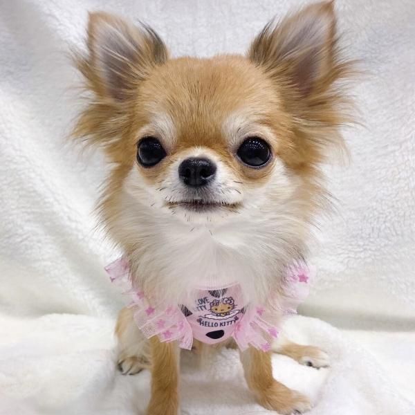 ○ハローキティ・ドット柄COOLタンクトップ(日焼けバージョン