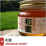 【和蜜（わみつ）】日本蜜蜂が集めた【幻のハチミツ】