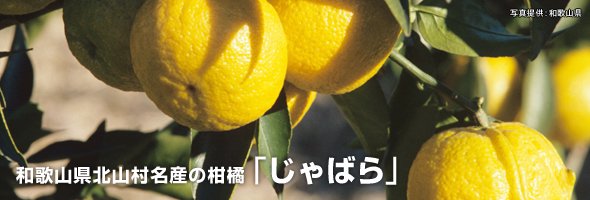 和歌山県北山村名産の柑橘「じゃばら」