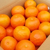 セミノールオレンジ(Mサイズ)