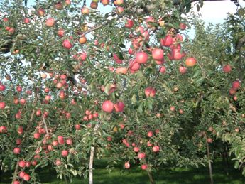 やまさん農園のりんご畑