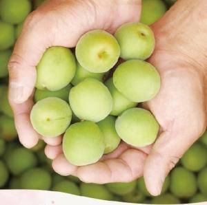 無農薬の梅✨越生べに梅10Kg✨きみな様専用