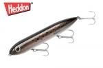 إɥ󡡥ѡס ʣأ ӣԡSpeckled Trout