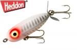 إɥ󡡥ˡȡԡ ʣأ أңסRed Shore Minnow.