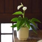 (miyama.) plant pot L Х˥ۥ磻 ȭС[ǻ]