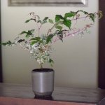 深山(miyama.) plant pot-プラントポット-S ブラウンマット[美濃焼]