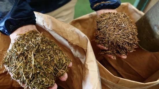 数量限定】まちこの茎ほうじ茶 70g - マルヒデ岩崎製茶のお茶と