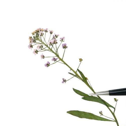 アリッサム ドライフラワー 花ー* オマケがたくさんついてくるパーツ屋