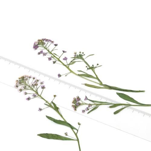 アリッサム ドライフラワー 花ー* オマケがたくさんついてくるパーツ屋