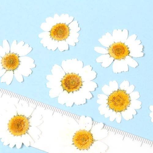 ノースポール ドライフラワー 花ｰ* オマケがたくさんついてくるパーツ