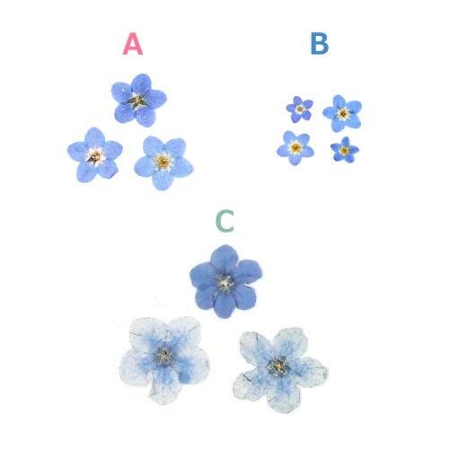 楽天市場】【押し花】ワスレナグサ 約12枚 ドライフラワー 花 は