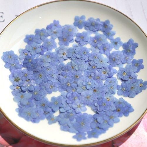 ao様♡【ドライフラワー】勿忘草/わすれな草/忘れな草（S）（668 パーツ） ドライフラワー】勿忘草/わすれな草/忘れな草（ t206 レジン