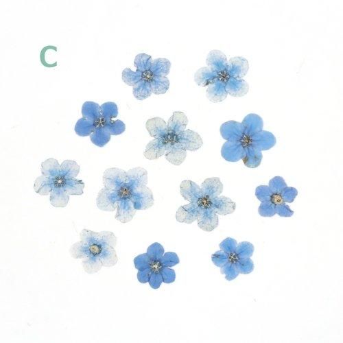 ゆうこ様●【ドライフラワー】勿忘草/わすれな草/忘れな草（ 585 レジン ） ゆうこ様○【ドライフラワー】勿忘草/わすれな草/忘れな草（ 585