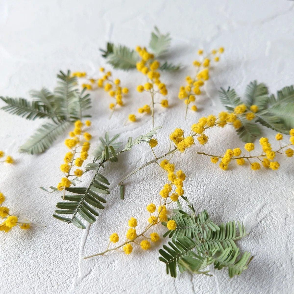 フラワーモビール(ミモザ) / ドライフラワー　ガーランド　モビール　ミモザ フラワーモビール(ミモザ) / ドライフラワー ガーランド