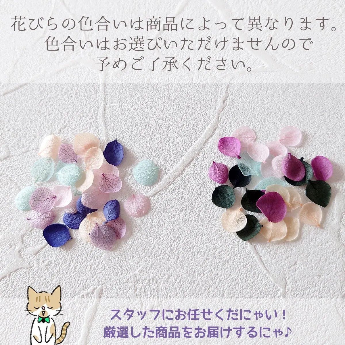 紫陽花の“花”はどこ？意外と知らない豆知識（2024年6月2日