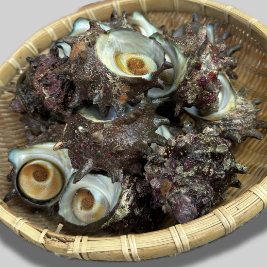 天然活サザエ通販 1kg1050円～ - 島根県 隠岐 海士町