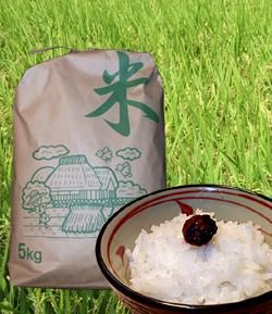 お米 年間契約 農家直送 - コシヒカリ 特別栽培米 四国徳島県産 お米 年間契約 農家直送 - コシヒカリ 特別栽培米 四国徳島県産