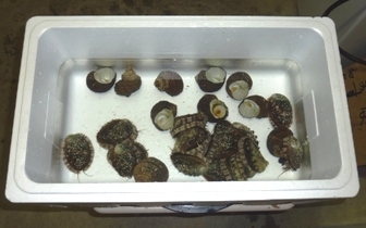 アワビ・サザエ・岩牡蠣梱包例