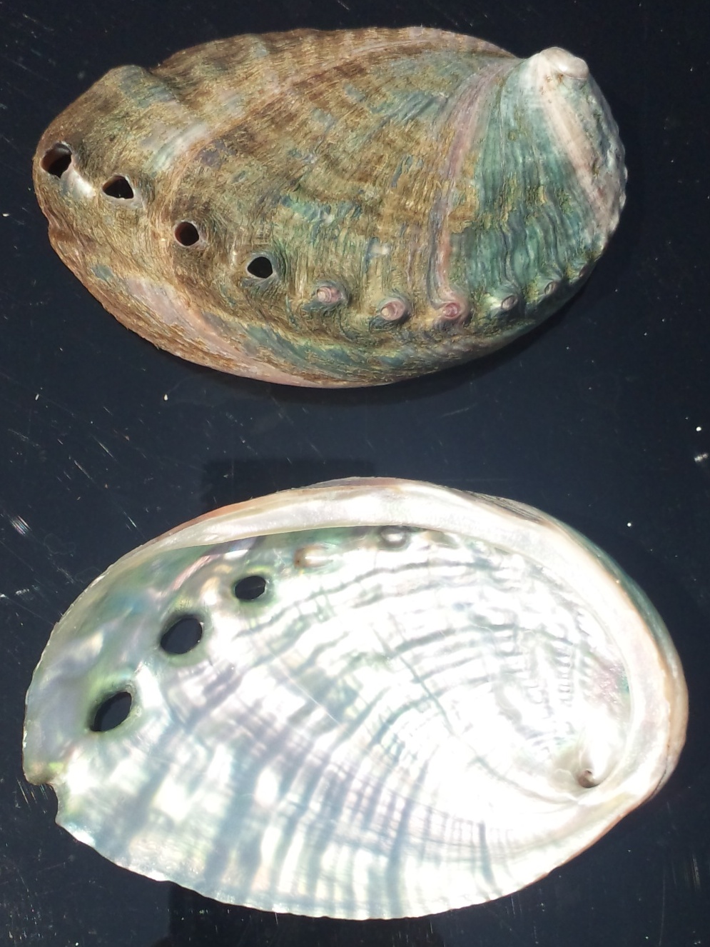 国産磨きアワビの貝殻粉末（10g） | 和丸水産