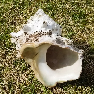 巨大サザエの貝殻