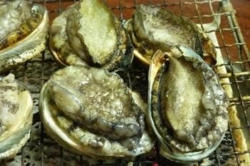 養殖アワビ最大サイズで稀少】 やわあまアワビ(120グラム 養殖アワビ最大サイズで稀少】 やわあまアワビ(120グラム