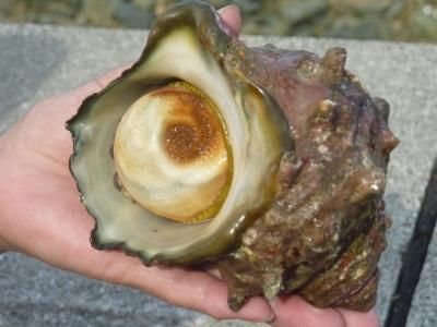 105463620.jpg?cmsp_timestamp=