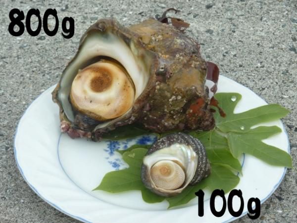 [専用出品]さざえ 日本海の新鮮さざえ 1kg【サザエ 魚介類 魚貝類 貝類 さざえ 新鮮 日本