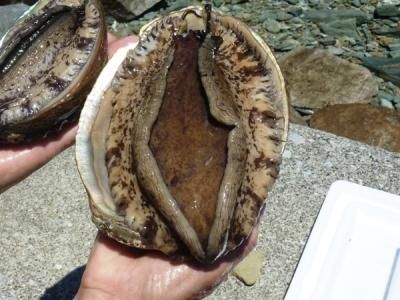 700g前後 化け物サイズ 天然黒アワビ あわび バラ売り 通販