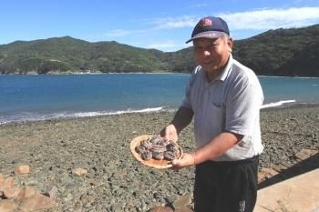 150g前後! 満足サイズ】 天然黒アワビ(あわび)M バラ売り・通販 150g前後! 満足サイズ】 天然黒アワビ(あわび)M バラ売り・通販